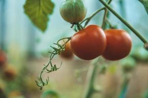 dos tomates en una vid foto