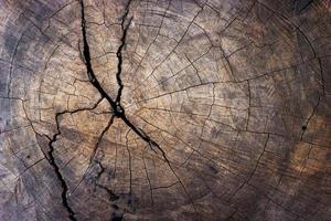 Close-up of tree stump for texture and background photo