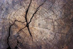 Close-up of tree stump for texture and background photo