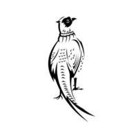 Ring-Necked Pheasant or Common Pheasant Viewed from Rear Retro Black and White vector