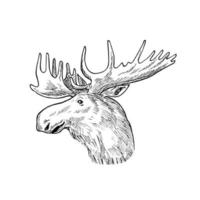 Head of a Bull Moose or Elk Alces Alces Scratchboard Retro Black and White vector