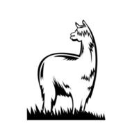 Suri Alpaca or Huacaya Side View Retro Black and White vector