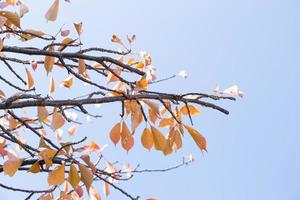 Yellow leaves on the tree photo