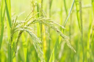 Green rice close-up photo