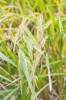 Green rice close-up photo