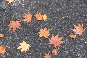 hojas de otoño en japón foto