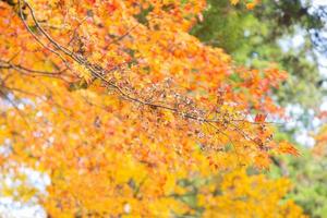 Yellow leaves on the tree photo