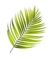 Single coconut tree leaf photo