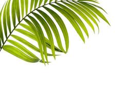 Light green palm leaf with copy space photo