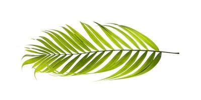 Coconut tree leaf photo