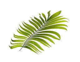 Close-up of a palm leaf on a white background photo