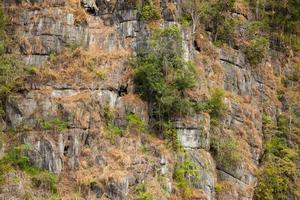 Trees on the rock wall photo