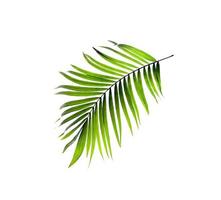 Palm leaf flat lay