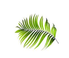 One palm leaf photo