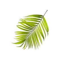 Full palm leaf photo