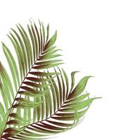 Two green and brown palm leaves photo