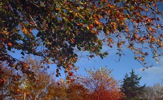 colorido dosel de los árboles de otoño foto
