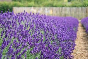 A row of lavender photo