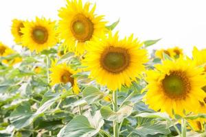 girasoles en el campo foto