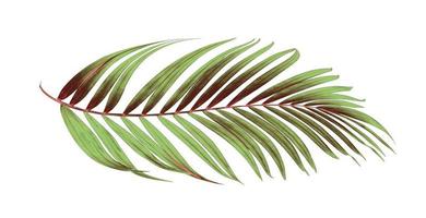 Green and brown tropical leaf photo