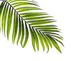 Close-up of a single palm leaf photo