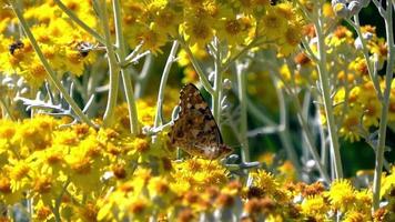 Bienen und Schmetterling auf gelben Frühlingsblumen video