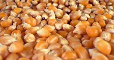 granos de maíz crudo video