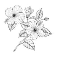 Hand drawn hibiscus flower and leaves. vector