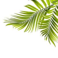 Two green palm tree leaves photo