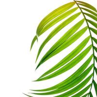 Close-up of a green leaf on a white background photo