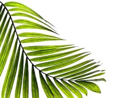 Tropical leaf on a white background photo