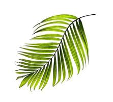 Green tropical leaf isolated photo