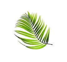 Small green palm leaf photo