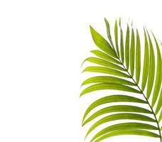 Bright green palm leaf with copy space photo