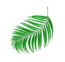 exuberante hoja de palma verde foto