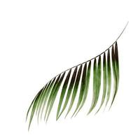 Side view of a tropical leaf photo