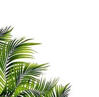 Green palm leaves with copy space photo