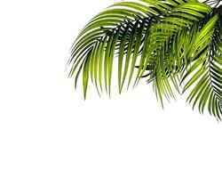 Green palm leaves photo