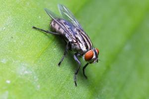 volar en una hoja foto