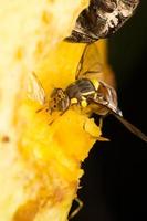 Small insect close-up photo