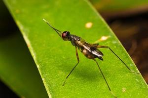 pequeño insecto de cerca foto