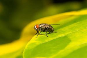 volar en una hoja foto