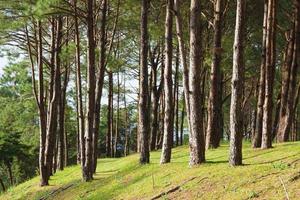 Pine growing on the lawn on a hill in the park photo