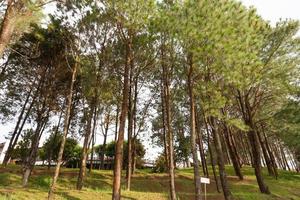 Pine growing on the lawn on a hill in the park photo