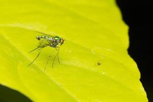 Small insect close-up photo