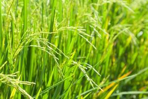 Rice field in Thailand photo