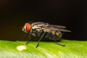 Fly on a leaf photo