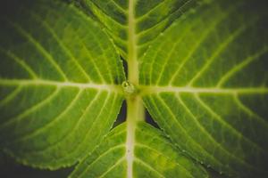 Close-up of green fresh plants grass for background photo