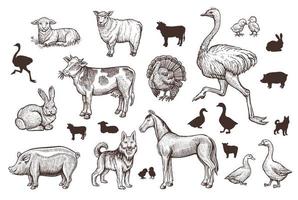 vintage sheep illustration