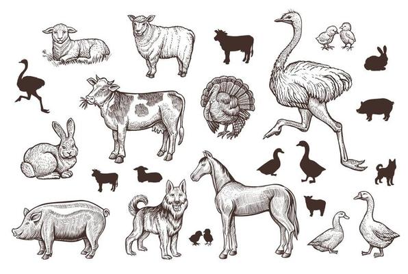 Farm Animals Vintage Set with Thin Line Sketch and Silhouettes.